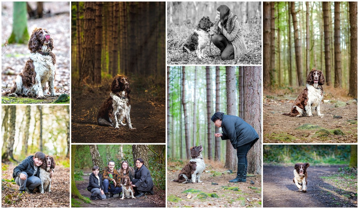 Pet photographer in West Yorkshire