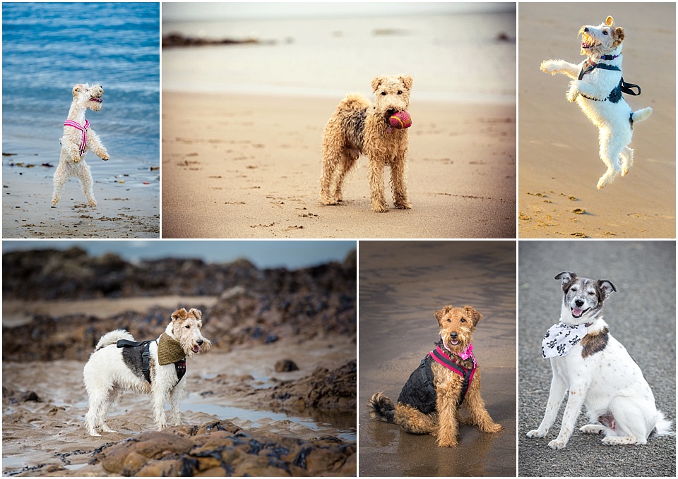 West Yorkshire pet photography